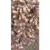 Gừng Ta Lòng Vàng Hà Giang 1KG - Nông Sản Sạch, Tươi Ngon, Giá Chỉ 48500đ 5