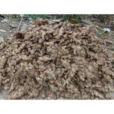 Gừng Ta Lòng Vàng Hà Giang 1KG - Nông Sản Sạch, Tươi Ngon, Giá Chỉ 48500đ 6