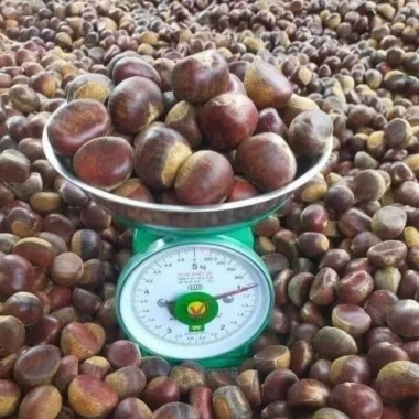 Hạt Dẻ Tươi Ngon Đặc Sản Sapa 3kg - Lựa Kĩ Bao No Size Vip Giá Rẻ 9