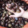Hạt Dẻ Tươi Ngon Đặc Sản Sapa 3kg - Lựa Kĩ Bao No Size Vip Giá Rẻ 10