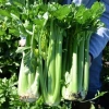 Hạt giống Cần Tây Bẹ To Giant Celery 326 (2g~1.000 hạt) dùng ép nước, dễ chăm sóc - Rado Farm | F25 2