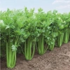 Hạt giống Cần Tây Bẹ To Giant Celery 326 (2g~1.000 hạt) dùng ép nước, dễ chăm sóc - Rado Farm | F25 3