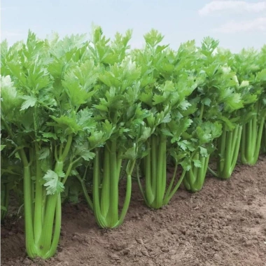 Hạt giống Cần Tây Bẹ To Giant Celery 326 (2g~1.000 hạt) dùng ép nước, dễ chăm sóc - Rado Farm | F25