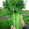 Hạt giống Cần Tây Bẹ To Giant Celery 326 (2g~1.000 hạt) dùng ép nước, dễ chăm sóc - Rado Farm | F25 4