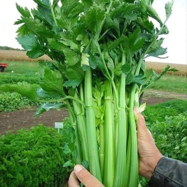 Hạt giống Cần Tây Bẹ To Giant Celery 326 (2g~1.000 hạt) dùng ép nước, dễ chăm sóc - Rado Farm | F25
