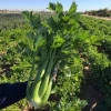 Hạt giống Cần Tây Bẹ To Giant Celery 326 (2g~1.000 hạt) dùng ép nước, dễ chăm sóc - Rado Farm | F25 5