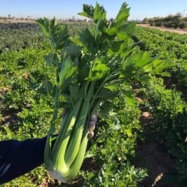 Hạt giống Cần Tây Bẹ To Giant Celery 326 (2g~1.000 hạt) dùng ép nước, dễ chăm sóc - Rado Farm | F25