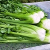 Hạt giống Cần Tây Bẹ To Giant Celery 326 (2g~1.000 hạt) dùng ép nước, dễ chăm sóc - Rado Farm | F25 6