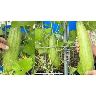 Hạt giống Dưa gang xanh - Muối chua xổi, nấu rất ngon, giá chỉ 30.000
