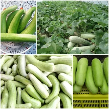 Hạt giống Dưa gang xanh - Muối chua xổi, nấu rất ngon, giá chỉ 30.000
