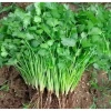 Hạt Giống Rau Ngò Bạc Liêu Tre Việt Gói 20g Giá Rẻ - Mùi Ta Chất Lượng 6