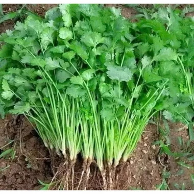 Hạt Giống Rau Ngò Bạc Liêu Tre Việt Gói 20g Giá Rẻ - Mùi Ta Chất Lượng 6 Hạt Giống Rau Ngò Bạc Liêu Tre Việt Gói 20g Giá Rẻ - Mùi Ta Chất Lượng 6