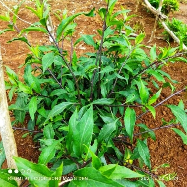 Hạt giống Rau rừng -rau lủi - rau bầu đất siêu ngọn Hạt giống Rau rừng -rau lủi - rau bầu đất siêu ngọn