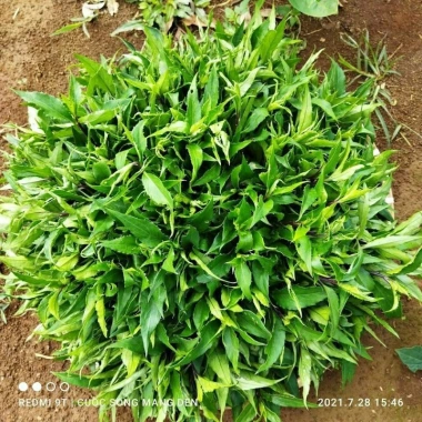 Hạt giống Rau rừng -rau lủi - rau bầu đất siêu ngọn