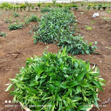 Hạt giống Rau rừng -rau lủi - rau bầu đất siêu ngọn