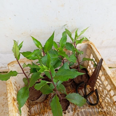 Hạt giống Rau rừng -rau lủi - rau bầu đất siêu ngọn