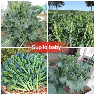Hạt giống súp lơ baby giá rẻ - Tặng kích mầm - Lẻ 9150đ 2