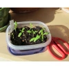 Hạt Giống Việt Quất BlueBerry 20H Ngọt Dinh Dưỡng - Mua 3 Tặng 1 Cùng Loại Giá 8.900