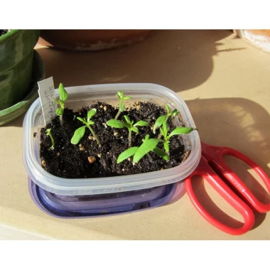 Hạt Giống Việt Quất BlueBerry 20H Ngọt Dinh Dưỡng - Mua 3 Tặng 1 Cùng Loại Giá 8.900