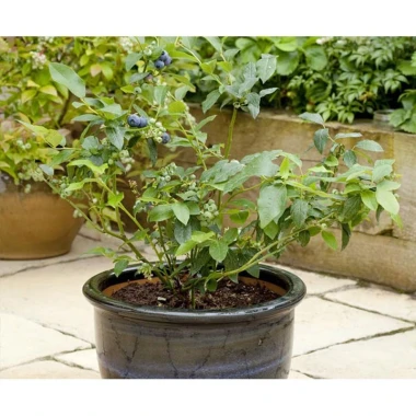 Hạt Giống Việt Quất BlueBerry 20H Ngọt Dinh Dưỡng - Mua 3 Tặng 1 Cùng Loại Giá 8.900
