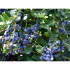 Hạt Giống Việt Quất BlueBerry 20H Ngọt Dinh Dưỡng - Mua 3 Tặng 1 Cùng Loại Giá 8.900 4