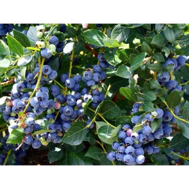 Hạt Giống Việt Quất BlueBerry 20H Ngọt Dinh Dưỡng - Mua 3 Tặng 1 Cùng Loại Giá 8.900
