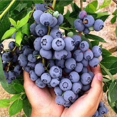 Hạt Giống Việt Quất BlueBerry 20H Ngọt Dinh Dưỡng - Mua 3 Tặng 1 Cùng Loại Giá 8.900