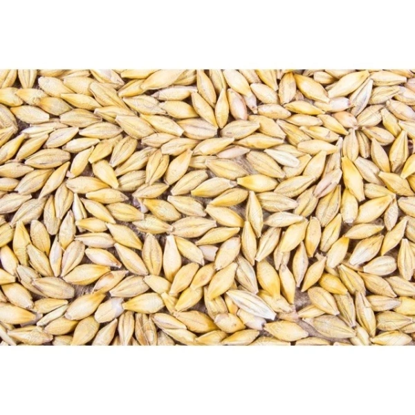 Câu chuyện nuôi chim với hạt lúa mạch nguyên vỏ 2kg: kinh nghiệm thực tế của người nuôi