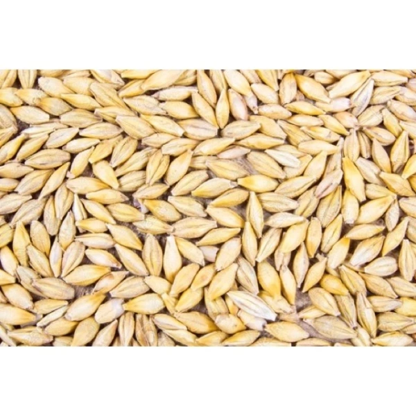 Hình ảnh sản phẩm Hạt Lúa Mạch Nguyên Vỏ 2kg - Đa Công Dụng, Giá Ưu Đãi 54.500₫ (68.670)