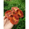 Hồng Chẻ Sấy Dẻo Đà Lạt 500g - Giảm 37k, Chỉ 129k, Mua Ngay! 4
