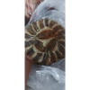 Khô Cá Chỉ Vàng Mặn Ngọt 1kg - Giá Shock Chỉ 38.000đ Thay Vì 48.260đ 2