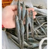 Khô Cá Kèo Cà Mau Size Lớn 150-160Con/Kg - Đặc Sản Giá Tốt 202k Giảm Từ 258k 10