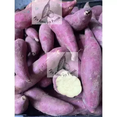 Khoai Lang Nhật Đà Lạt Tươi Ngon 1kg - Giảm Giá Chỉ 40.000đ, Giao Hàng Toàn Quốc Nhanh 3 Khoai Lang Nhật Đà Lạt Tươi Ngon 1kg - Giảm Giá Chỉ 40.000đ, Giao Hàng Toàn Quốc Nhanh 3