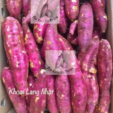 Khoai Lang Nhật Đà Lạt Tươi Ngon 1kg - Giảm Giá Chỉ 40.000đ, Giao Hàng Toàn Quốc Nhanh 5 Khoai Lang Nhật Đà Lạt Tươi Ngon 1kg - Giảm Giá Chỉ 40.000đ, Giao Hàng Toàn Quốc Nhanh 5