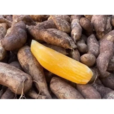 Khoai Sâm Đất Tây Bắc Củ To Giòn Ngọt - 2kg Chỉ 34k Giảm Từ 42.5k 2 Khoai Sâm Đất Tây Bắc Củ To Giòn Ngọt - 2kg Chỉ 34k Giảm Từ 42.5k 2