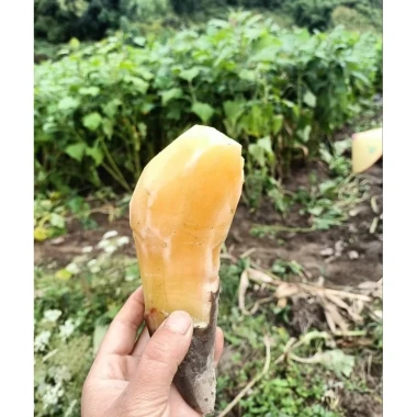 Khoai Sâm Đất Tây Bắc Củ To Giòn Ngọt - 2kg Chỉ 34k Giảm Từ 42.5k 4 Khoai Sâm Đất Tây Bắc Củ To Giòn Ngọt - 2kg Chỉ 34k Giảm Từ 42.5k 4