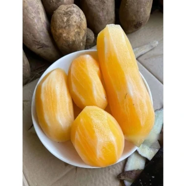 Khoai Sâm Đất Tây Bắc Củ To Giòn Ngọt - 2kg Chỉ 34k Giảm Từ 42.5k 9 Khoai Sâm Đất Tây Bắc Củ To Giòn Ngọt - 2kg Chỉ 34k Giảm Từ 42.5k 9