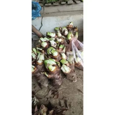 Khoai Tầng Mán Lòng Vàng Thơm Bở 3kg Tây Bắc Giá Cực SỐC 115000đ 3 Khoai Tầng Mán Lòng Vàng Thơm Bở 3kg Tây Bắc Giá Cực SỐC 115000đ 3