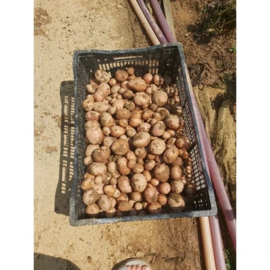 Khoai tây hồng Đà Lạt size trung bùi bở - Giảm còn 50k từ 64k 2 Khoai tây hồng Đà Lạt size trung bùi bở - Giảm còn 50k từ 64k 2