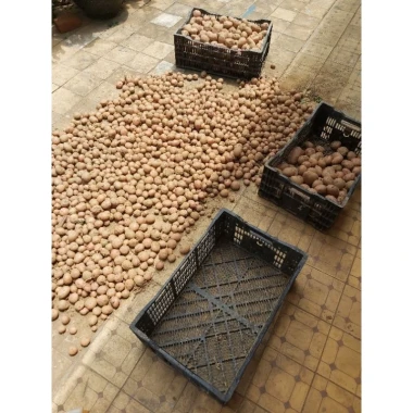 Khoai tây hồng Đà Lạt size trung bùi bở - Giảm còn 50k từ 64k 3 Khoai tây hồng Đà Lạt size trung bùi bở - Giảm còn 50k từ 64k 3