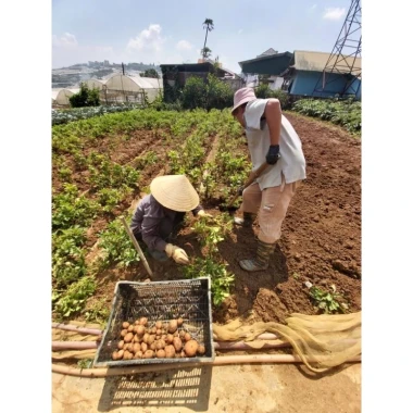 Khoai tây hồng Đà Lạt size trung bùi bở - Giảm còn 50k từ 64k 6 Khoai tây hồng Đà Lạt size trung bùi bở - Giảm còn 50k từ 64k 6