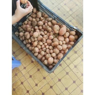 Khoai tây hồng Đà Lạt size trung bùi bở - Giảm còn 50k từ 64k 7 Khoai tây hồng Đà Lạt size trung bùi bở - Giảm còn 50k từ 64k 7