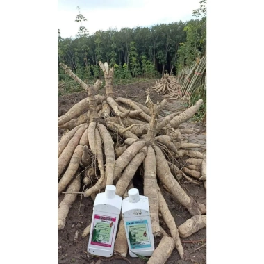 Kích Củ Stop Cassava Thái Lan - Phòng Ngừa Sâu Độc, Hiệu Quả Cao, Giảm Giá 450.000 2