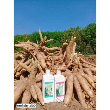Kích Củ Stop Cassava Thái Lan - Phòng Ngừa Sâu Độc, Hiệu Quả Cao, Giảm Giá 450.000 4