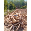Kích Củ Stop Cassava Thái Lan - Phòng Ngừa Sâu Độc, Hiệu Quả Cao, Giảm Giá 450.000 5