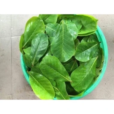 Lá Bàng Non Tươi Tại Đà Nẵng - 1Kg Giá Rẻ Chỉ 29.000đ Giảm Từ 36.830đ 3 Lá Bàng Non Tươi Tại Đà Nẵng - 1Kg Giá Rẻ Chỉ 29.000đ Giảm Từ 36.830đ 3