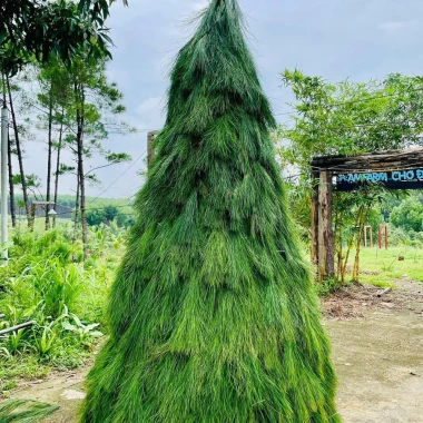 Lá Thông Tươi Trang Trí Noel 10kg - Tươi Xanh 15 Ngày - Giảm Giá 168000đ 2
