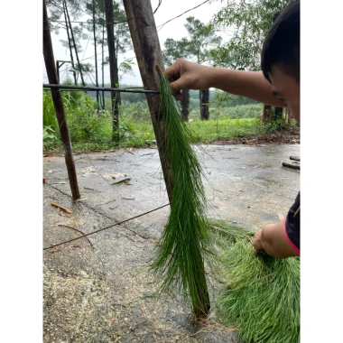 Lá Thông Tươi Trang Trí Noel 10kg - Tươi Xanh 15 Ngày - Giảm Giá 168000đ 4