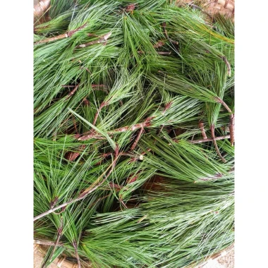 Lá Thông Tươi Trang Trí Noel 10kg - Tươi Xanh 15 Ngày - Giảm Giá 168000đ 9