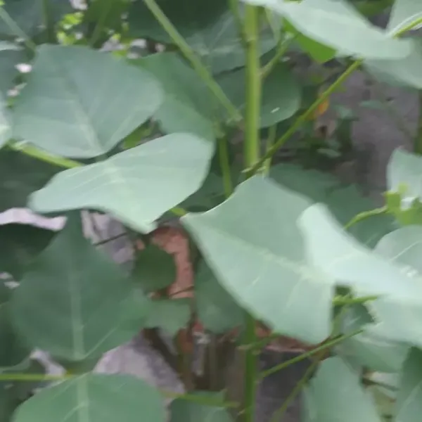 Lá Vông tươi Hà Nội: bí quyết bảo quản để giữ độ giòn và hương vị lâu hơn
